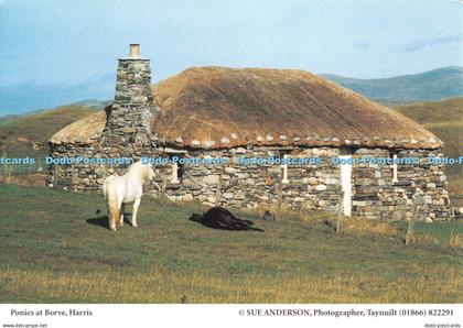 D108409 Harris. Ponies at Borve. Judges. Sue Anderson