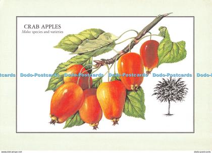 D114868 Crab Apples. Malus species and varieties. 1977. Readers Digest Associati