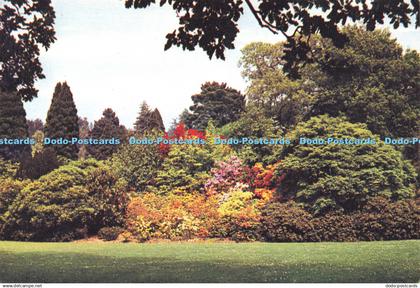 D158658 Denbighshire. Azaleas Beside Front Lawn. Bodnant. J. Arthur Dixon