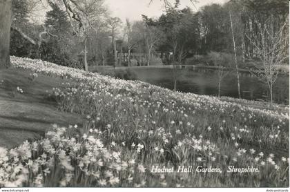 PC19641 Hodnet Hall Gardens. Shropshire. RP