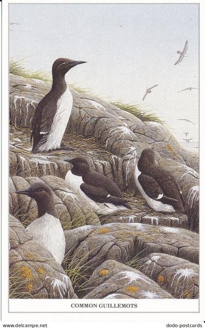 PC37119 Common Guillemots. Geoff White. Albany House