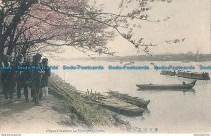 R043329 Cherry Blossom at Mukojima. Tokio. P. T. Andrews