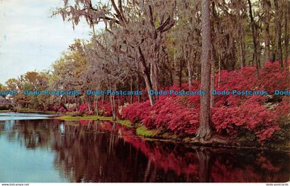 R073984 Middleton Gardens. Charleston. S. C. Dexter. 1963