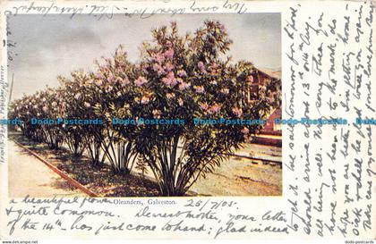 R108582 Oleanders. Galveston. 1905