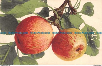R110102 Old Postcard. Apples. B. Hopkins