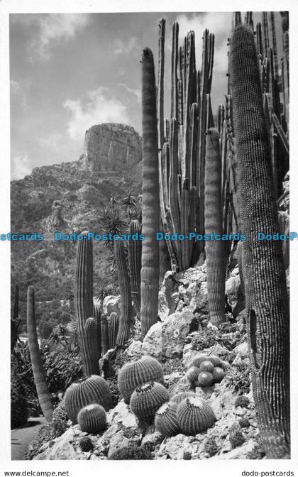 R150352 Jardin Exotique de Monaco. Echinocactus Grusonii. La Cigogne
