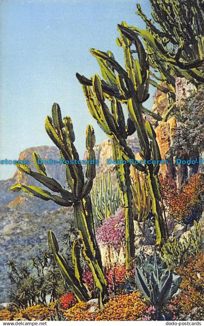 R152649 Jardin Exotique de Monaco. Euphorbia Neutra et Divers. S. I. C. A