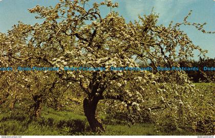 R153825 Annapolis Valley Apple Blossoms. S. Crocker