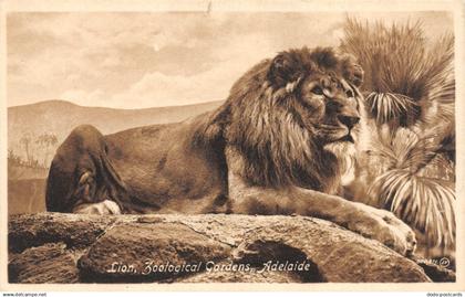 R157957 Lion. Zoological Gardens. Adelaide. Valentine