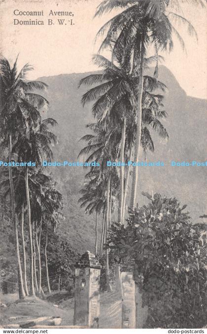 R250514 Dominica B W I Cocoanut Avenue J R H Bridgewater Postcard