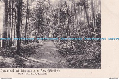 R319633 Jordanbad bei Biberach a d Riss Wurttbg Buchenallee im Jordanwalde Meise