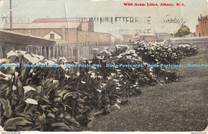 R372100 W A Albany Wild Arum Lilies Postcard