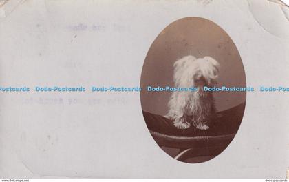 R420015 White long haired dog A J Anderson 1907