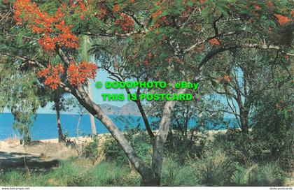 R483263 Cairns. N. Q. Double Island through the Poinciana trees. Ellis Beach. Co