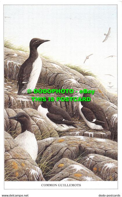 R494273 Common Guillemots. Geoff White. Albany House. W. G. Rollinson