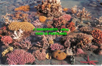R520065 11. Coral. Green Island. Great Barrier Reef near Cairns. N. Q. Murray Vi