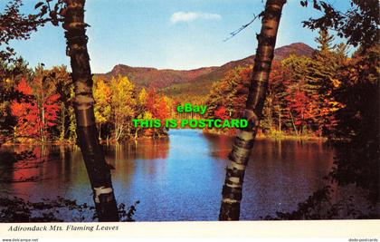 R596766 Adirondack Mts. Flaming Leaves. Mike Roberts. Page Distributing