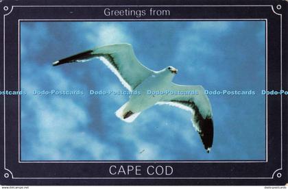 R684379 Greetings From Cape Cod. South Cape Distributors. Plastichrome