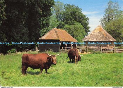 D006293 Sussex Cattle. Lurgashall. Sussex. Judges