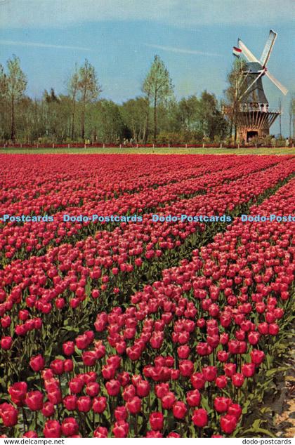 D012755 Keukenhof Lisse Holland