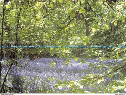 D028664 Bluebell Woods. Quendon. Anne Bell. St. Clare Hospice. Saint Clare Hospi