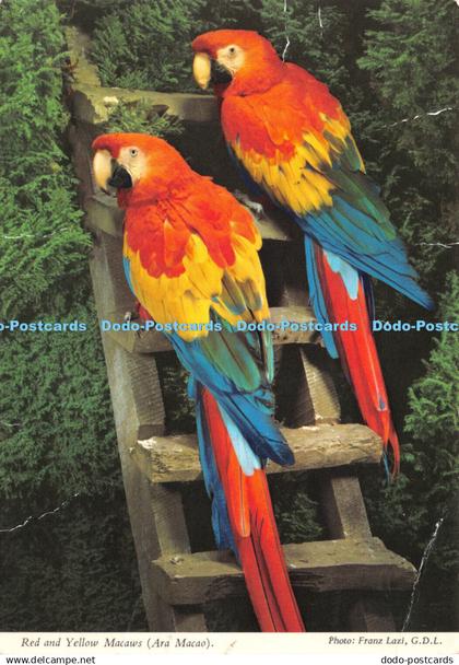 D031541 Red and Yellow Macaws. Ara Macao. Birdland. John Hinde. Franz Lazi. G. D