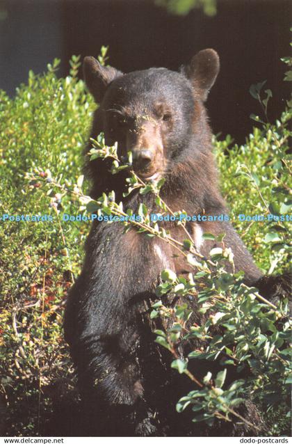 D061155 Canada. Rocky Mountains. Canadian Black Bear. Insight Photography. Infor