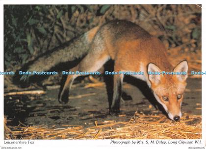 D092997 Leicestershire Fox. Mrs. S. M. Birley. Leicestershire and Rutland Federa