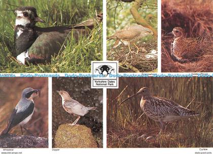 D104588 Yorkshire Dales. National Park. Birds of Yorkshire Dales. G. V. Adkin. F