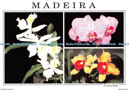 D115786 Madeira. Funchal. Madeira Orchid Farm. Quinta dos Saltos. Francisco Ribe