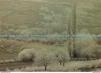 D158163 Poplars. Fruit Trees and Willows. December. Frank Horvat. Camden Graphic