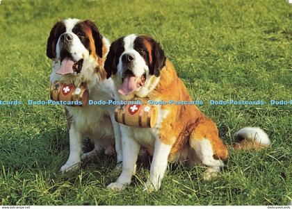 D166948 Bernhardiner Hunde. St. Bernhards Zwinger Von Malters. Robert Silder. Ka