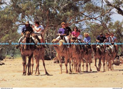 D172696 Alice Springs. Camel Safari. Todd River. Barker Souvenirs. Northern Terr