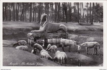 EGYPT - Memphis - The Alabaster Sphinx - Photo Postcard