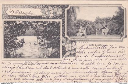 HAITI - Vegetation Views 1905