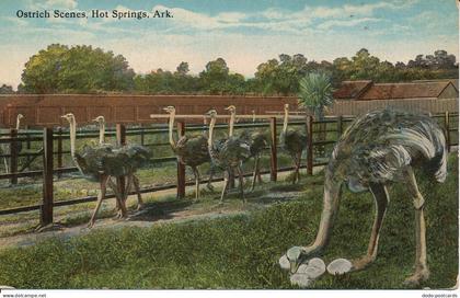 PC02925 Ostrich Scenes. Hot Springs. Ark. F.C. Boving