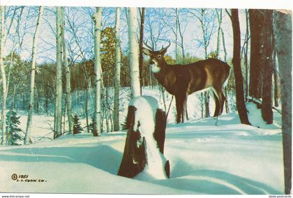 PC11279 Buck in the Snow. L. L. Cook. Kodachrome