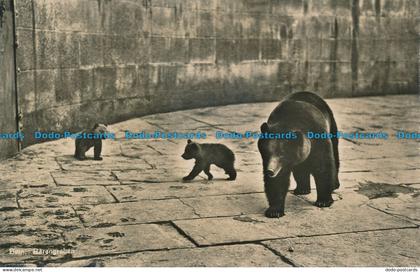 R034516 Berne. La Fosse aux Ours. Photoglob