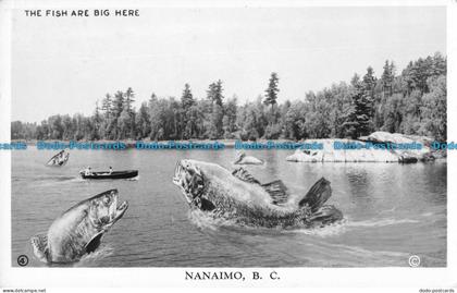 R088869 The Fish are big here. Nanaimo. B. C. Bill Hopkins Collection