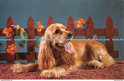 R292356 Cocker Spaniel Columbia Wholesale Supply Chandler H 1483