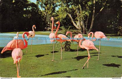 R329649 California San Diego Flamingos Dryer Flamingo Lagoon San Diego Zoo Balbo