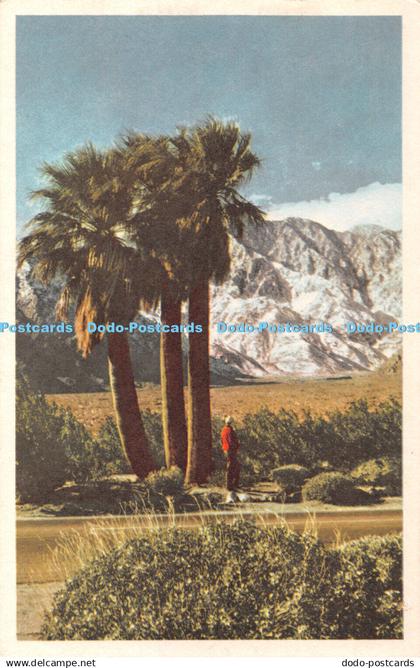 R406658 Mt San Jacinto Palm Springs 100 Truepicture Post Card Fidelity Reproduct