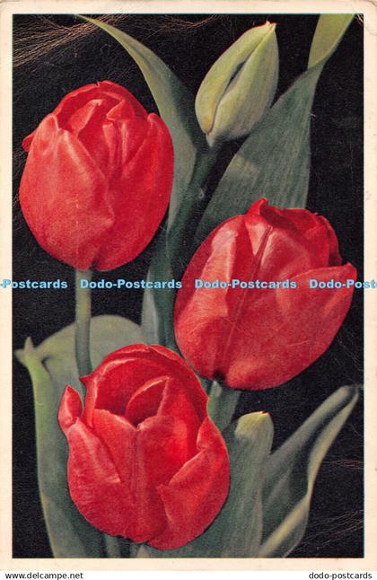 R449518 Darwin Tulip Dixon Flowers