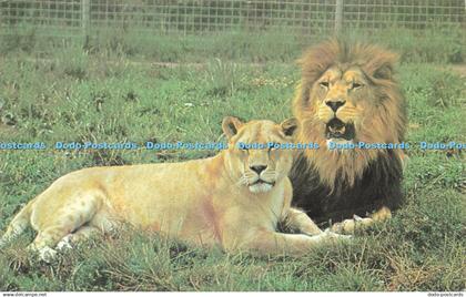 R579667 Leicestershire Twycross Zoo Lions