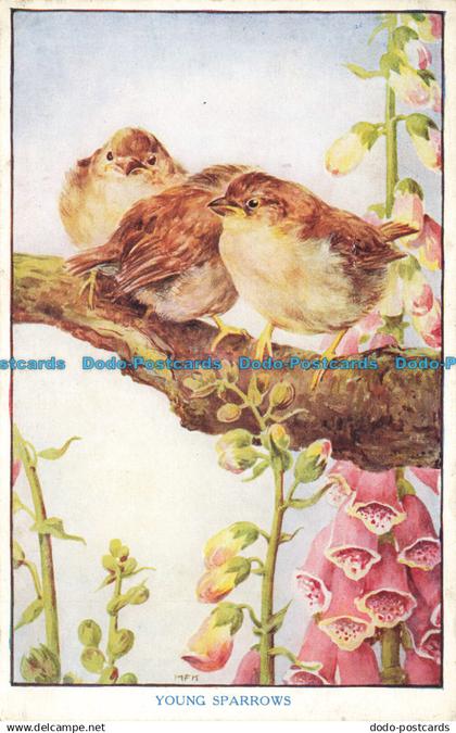 R625523 Young Sparrows. Baby Birds. Medici Society. Hale. Cushman and Flint. Pkt