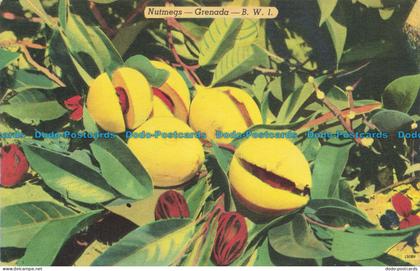 R632902 B. W. Nutmegs. Grenada. A Colourpicture