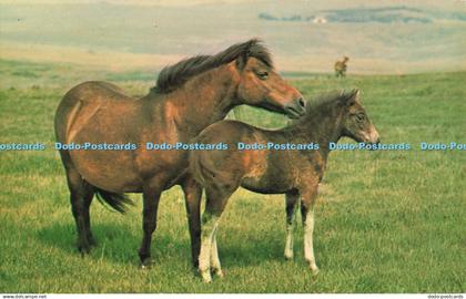 R686549 New Forest Ponies. Printed in Great Britain