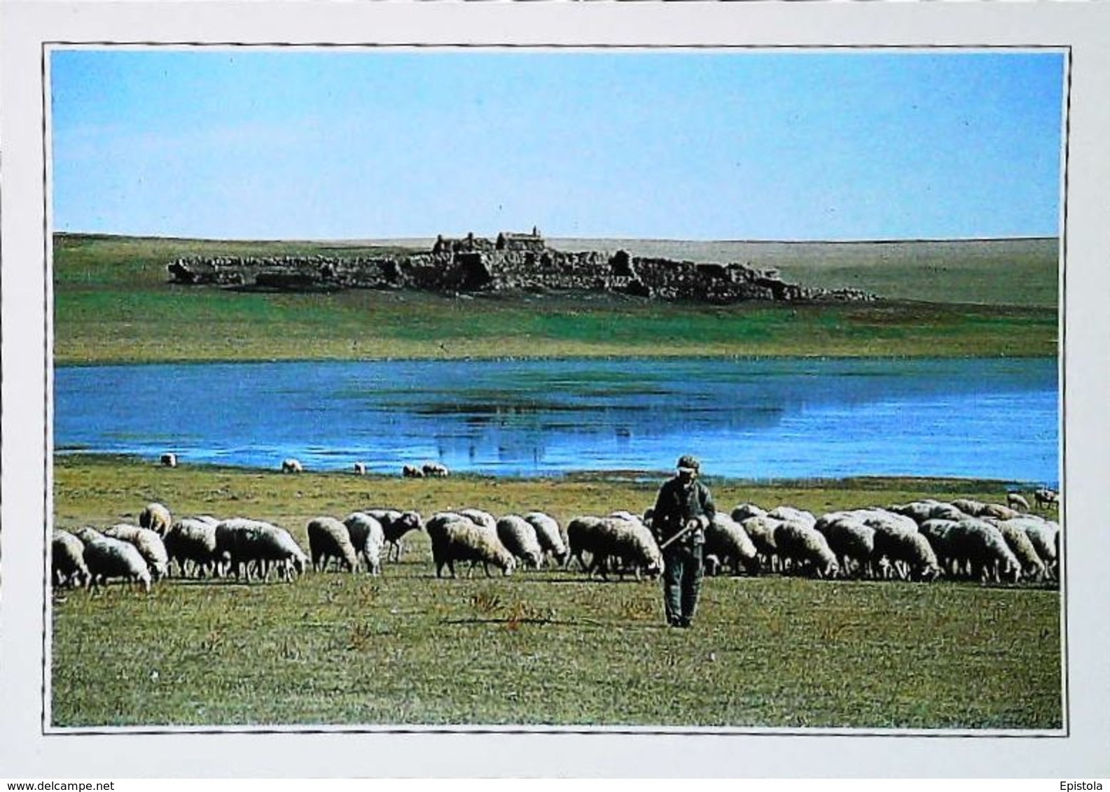 Mongolie La steppe  Gobi   berger troupeau moutons   Années 80s