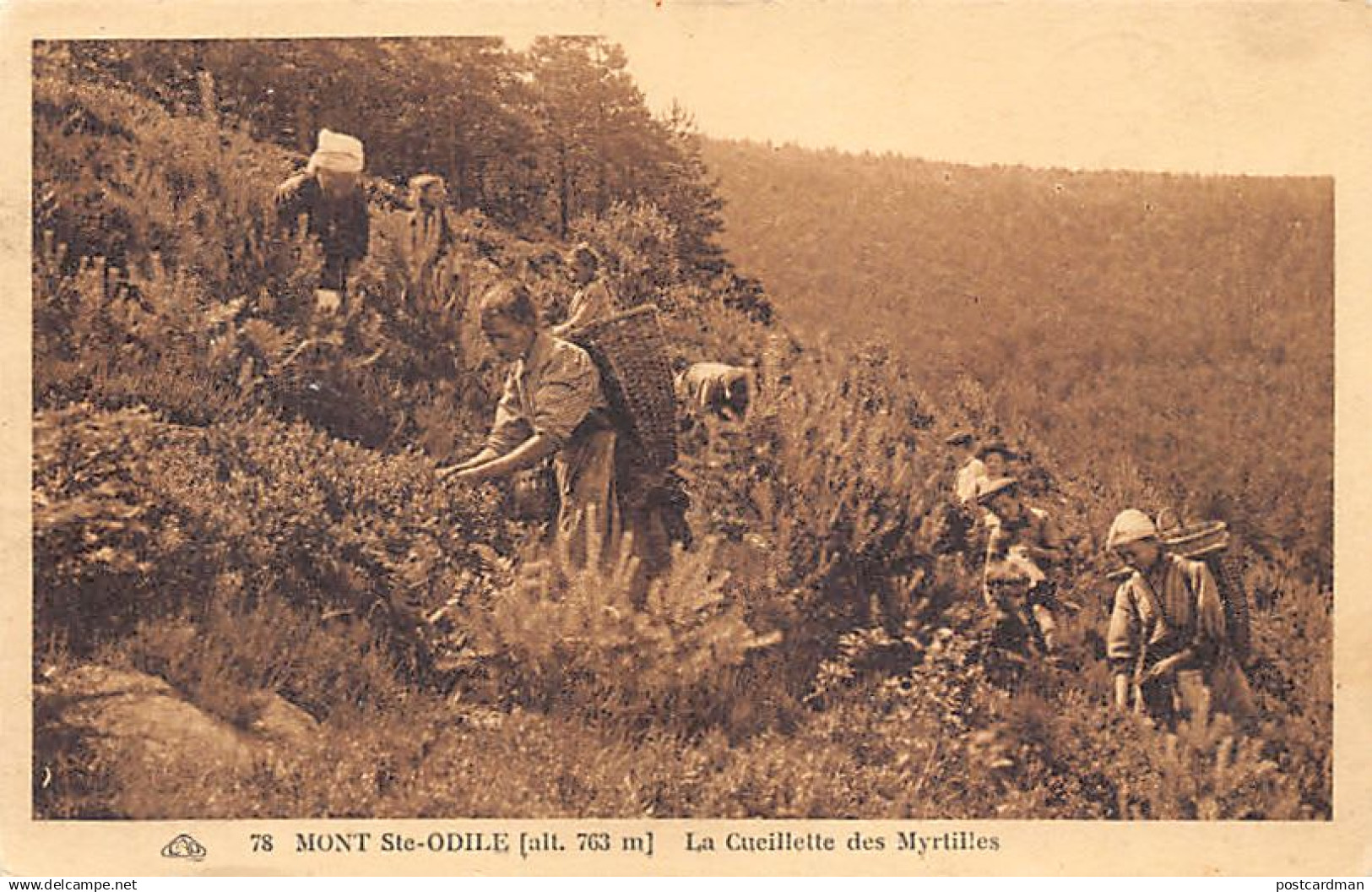 Mont Sainte-Odile (alt. 763m) La cueillette des Myrtiles