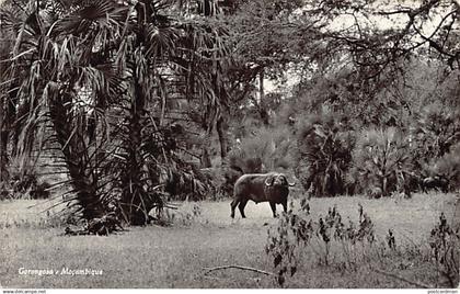 Mozambique - Gorongosa - Publ. M. S. & C. 38